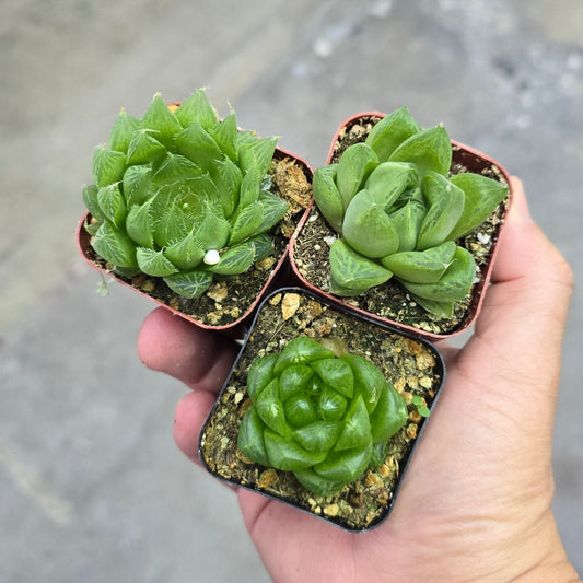 Haworthia assorted - premium 2"