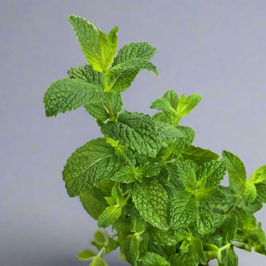 Mint Mojito - 3.5"