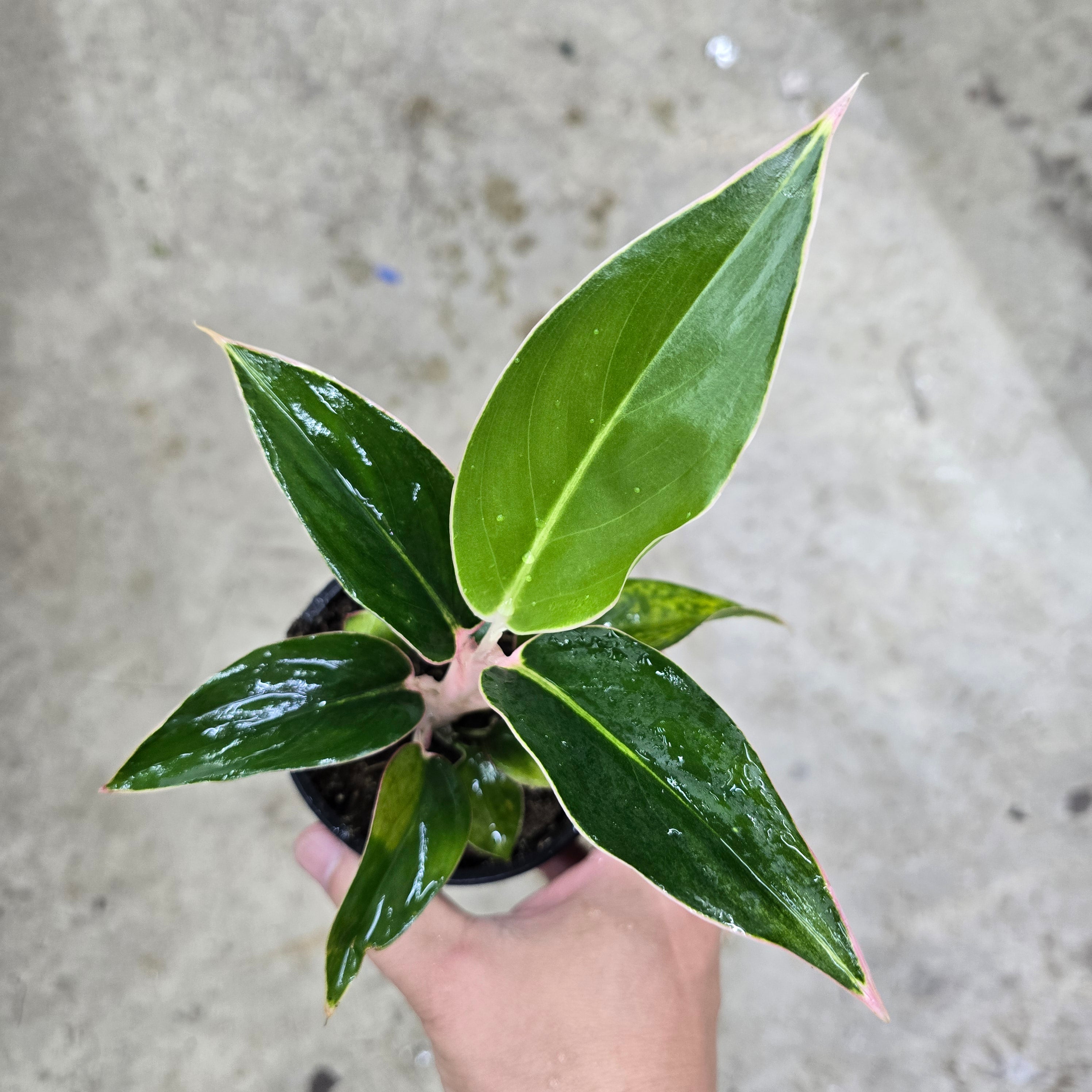 Aglaonema 'Sapphire Suzanne' - 4