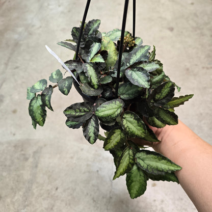 Pellionia repens - 4" (rescue)