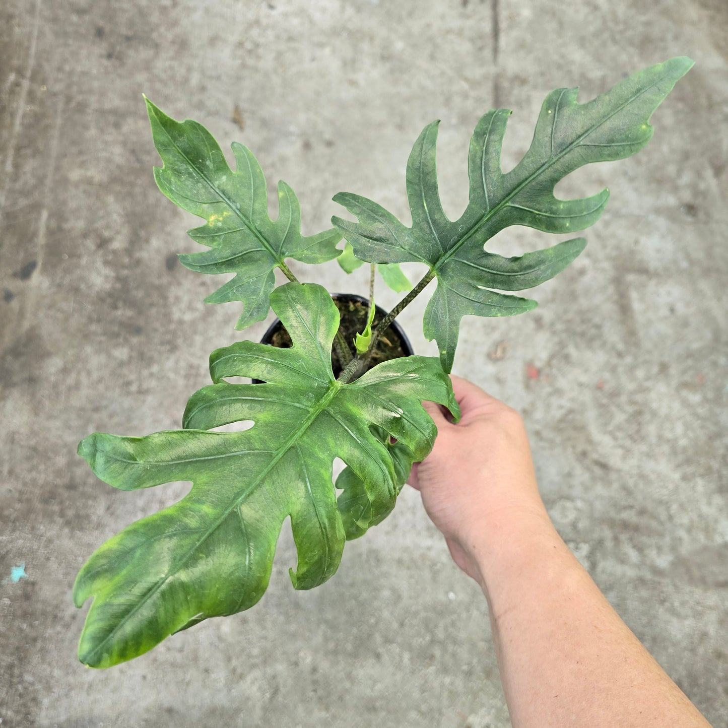 Alocasia brancifolia ' Pink Passion' - 4"