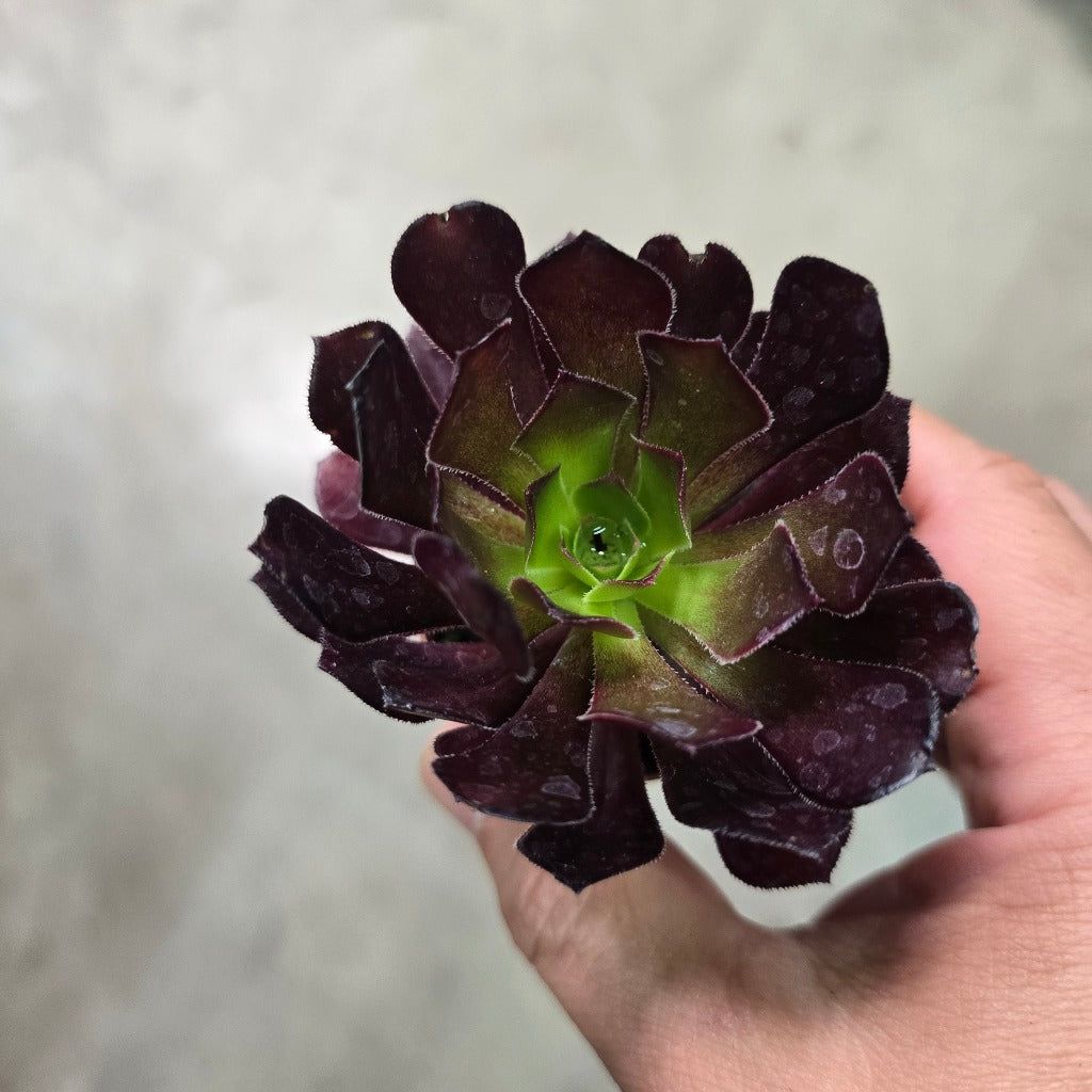 Aeonium arboreum 'schwarzkopf' - 2"