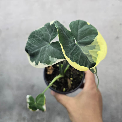 Mickey Mouse Taro - 2"