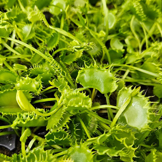 Dionaea muscipula 'Chinese Dumpling' - 2"