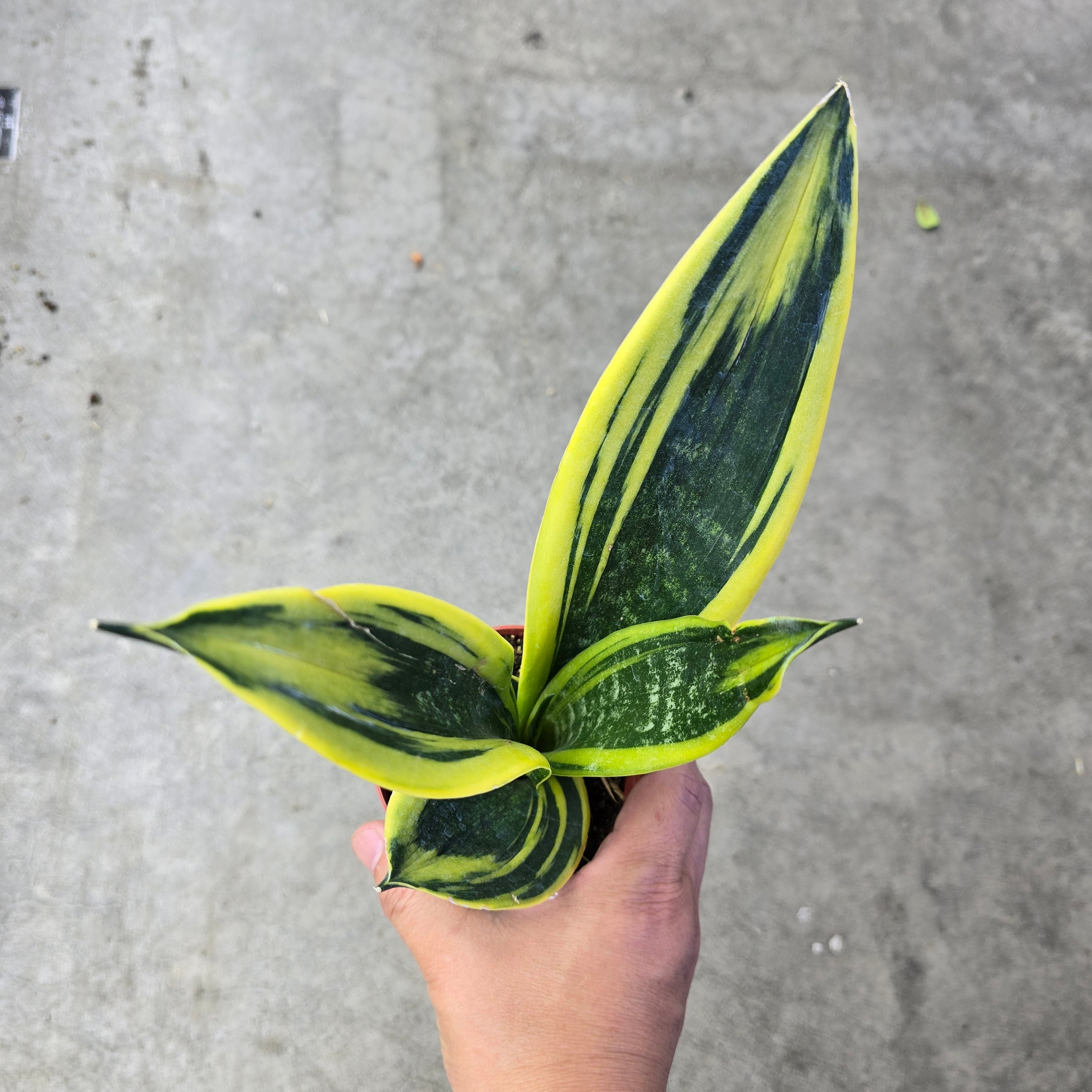 Sansevieria tri. 'Gold Flame' - 4