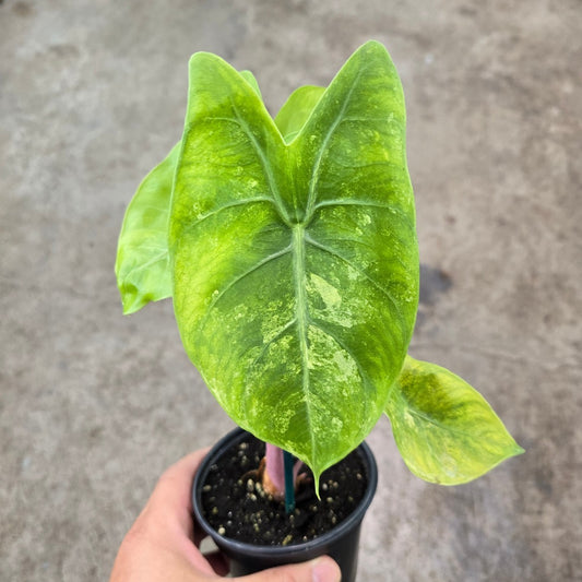 Alocasia baginda 'Pink Dragon Variegated' - 4"