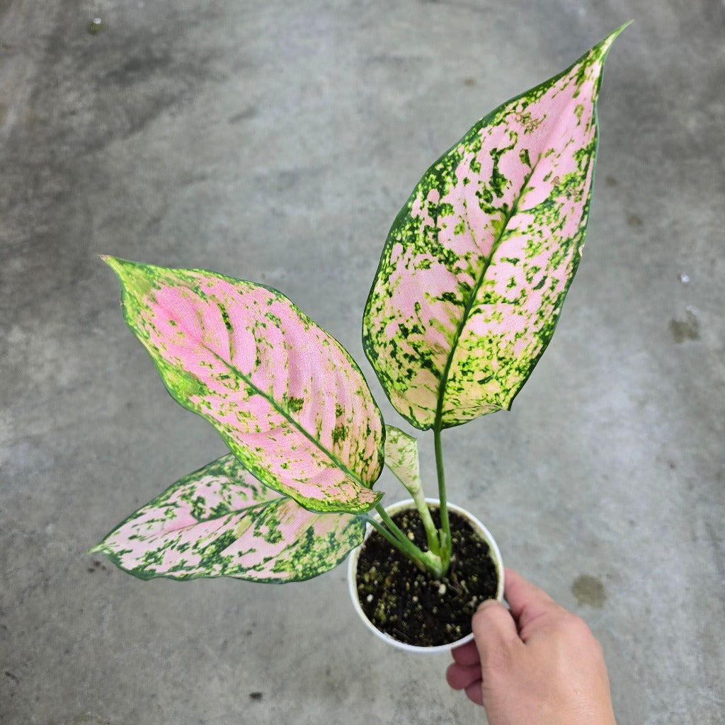 Aglaonema 'Pink Dalmatian' - 4