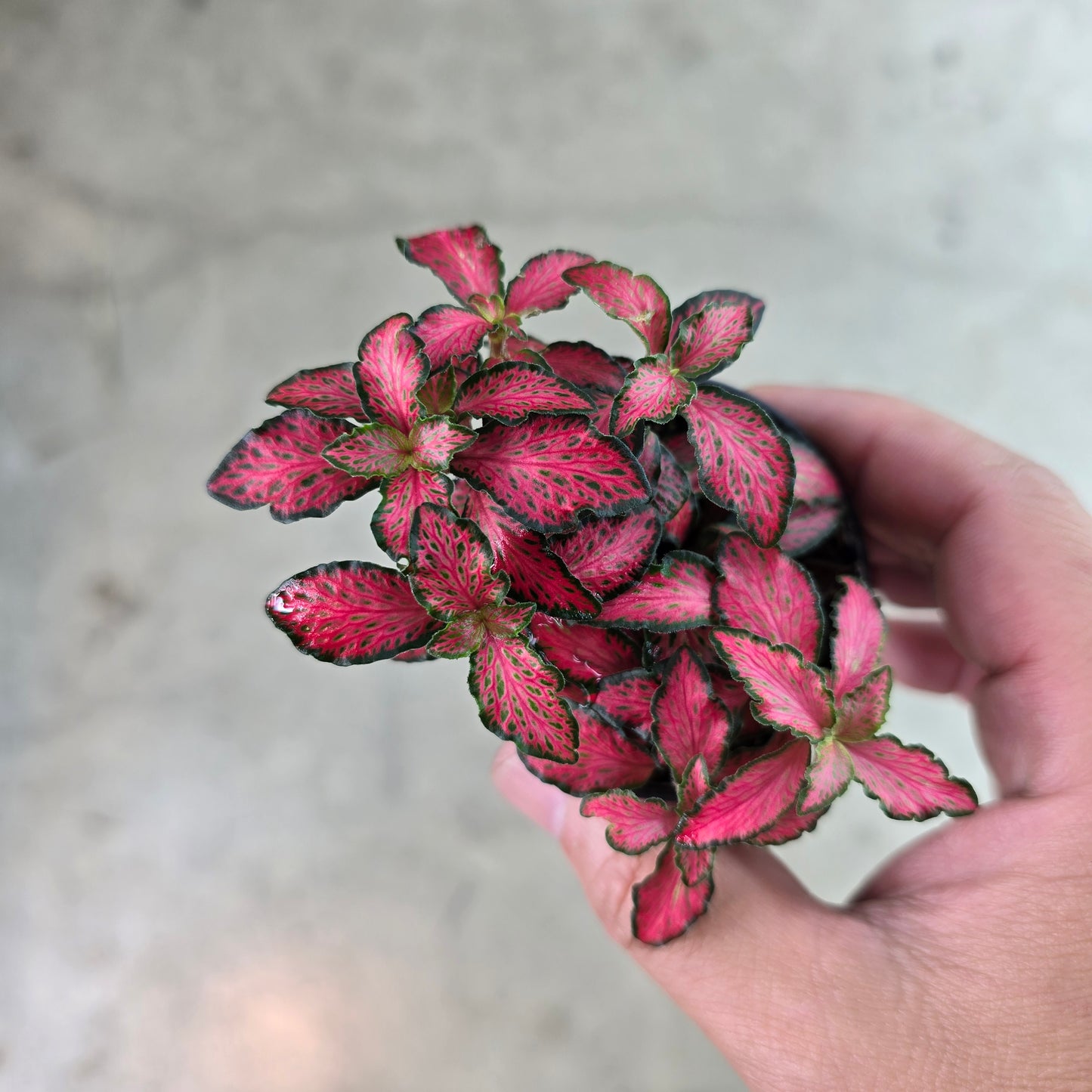 Fittonia 'Jungle Flame' - 2"