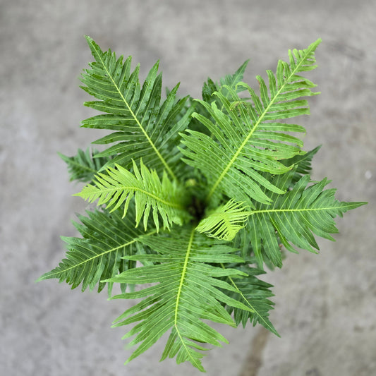 Blechnum gibbum 'Silver Lady - 6"