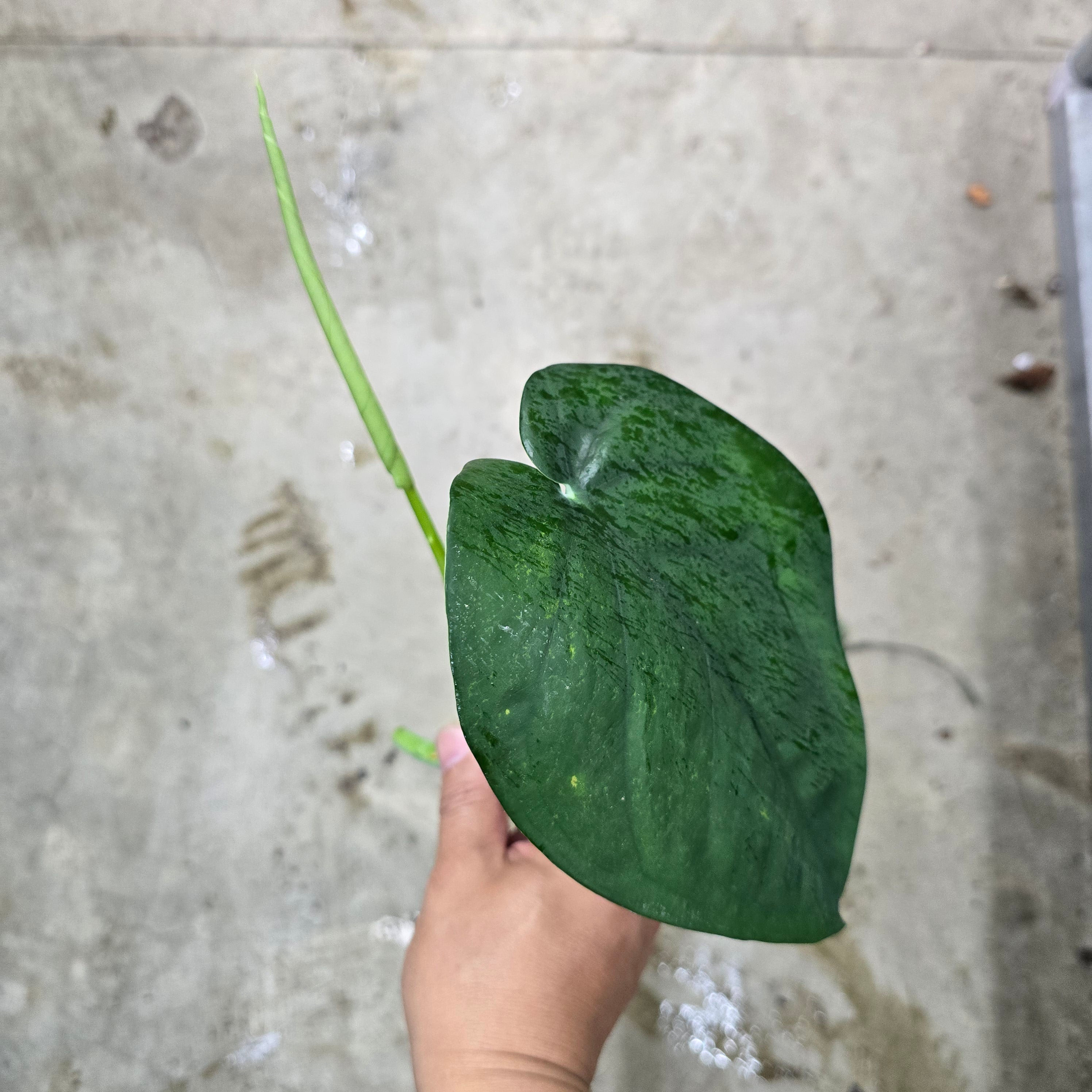 Syngonium chiapense - low variegation top cutting