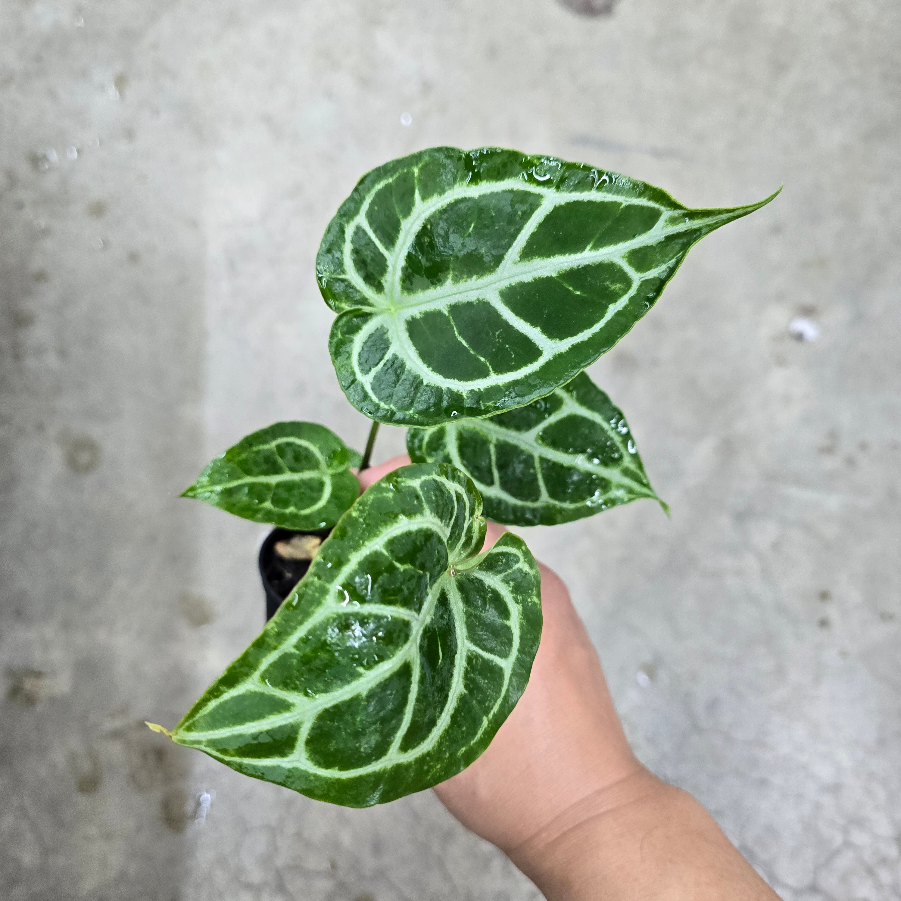 Anthurium dorayaki hybrid - 2