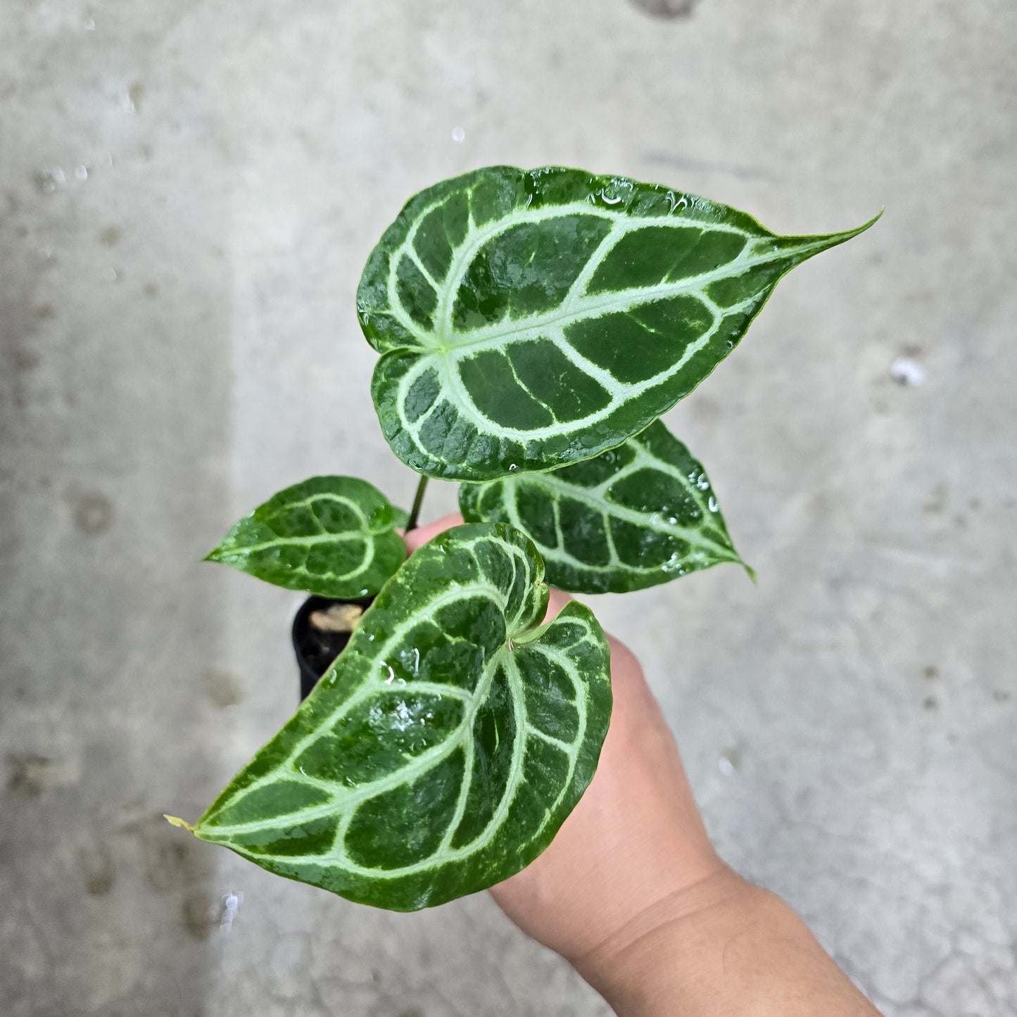 Anthurium dorayaki hybrid - 2"