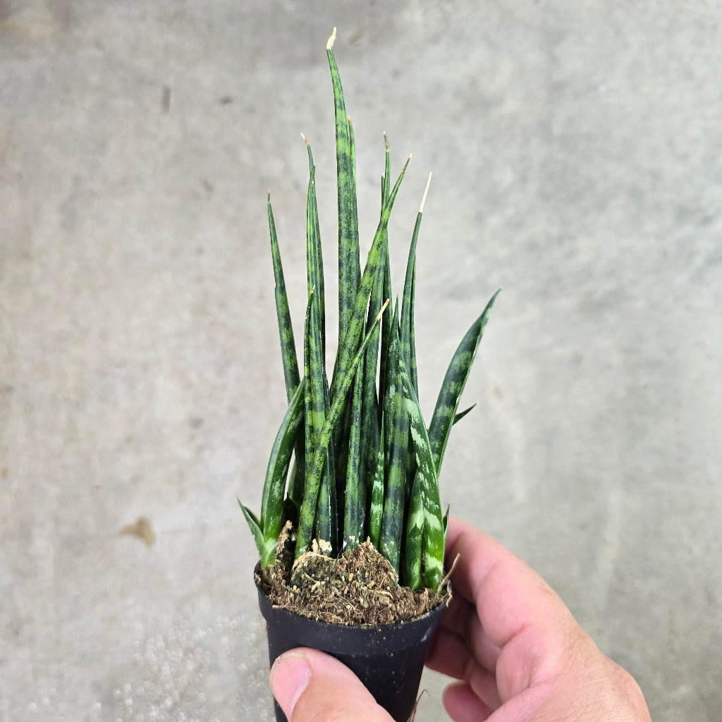Sansevieria bacularis 'Mikado' - 2" (multi)