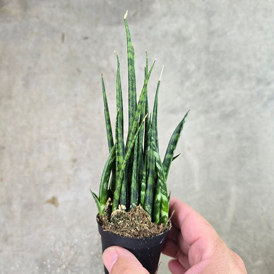 Sansevieria bacularis 'Mikado' - 2" (multi)