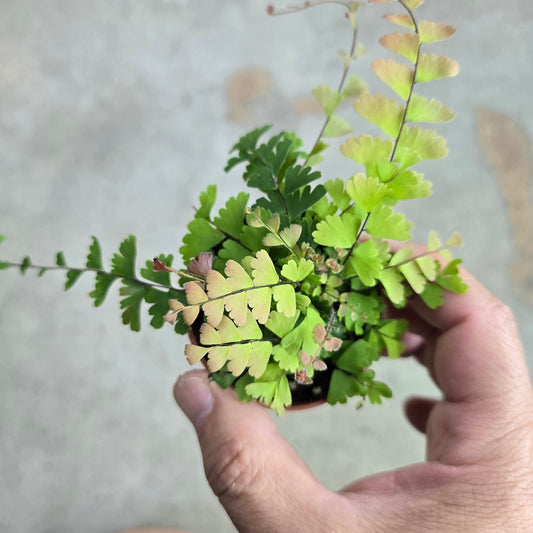 Adiantum caudatum - 2"