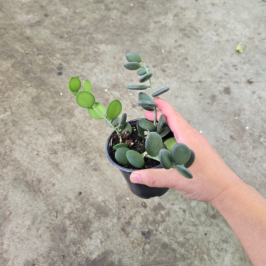 Xerosicyos danguyi - 4"