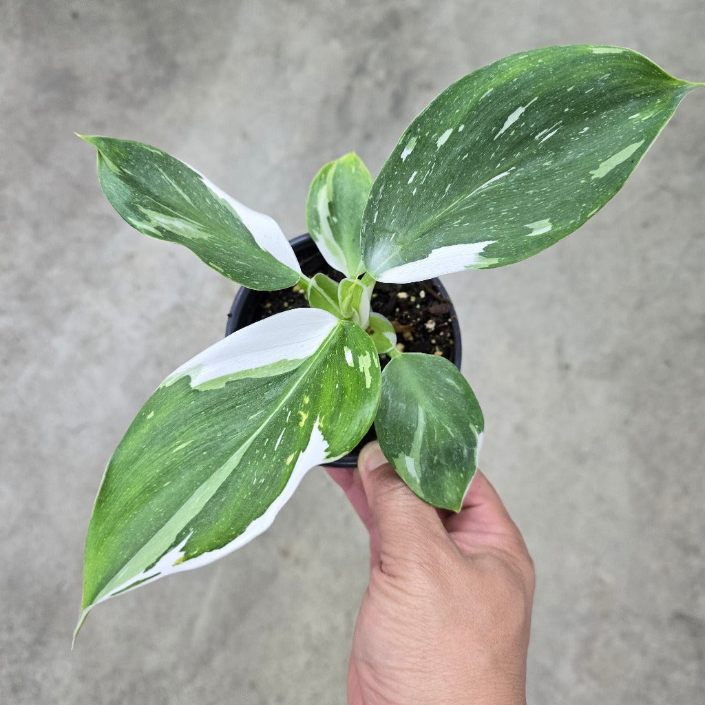 Philodendron white wizard - 4