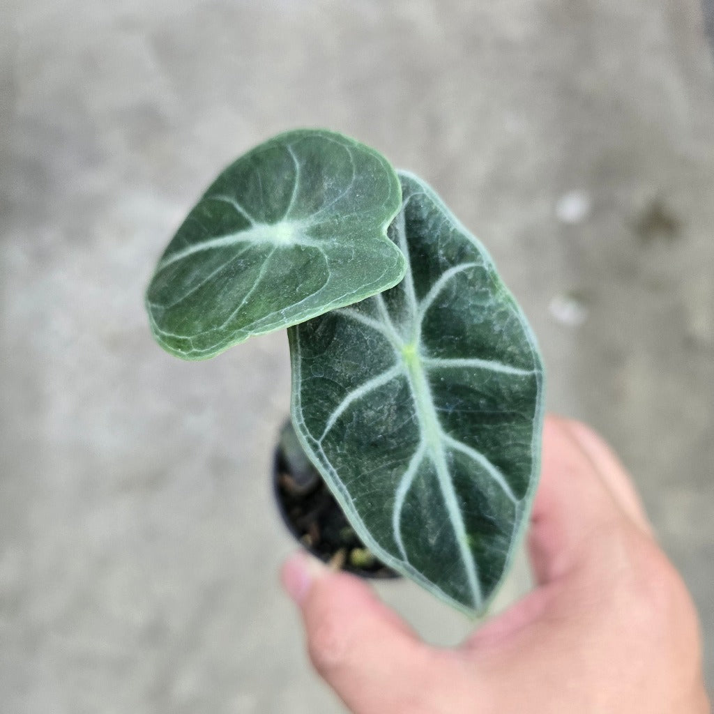 Alocasia watsoniana - 2