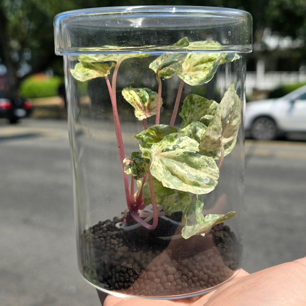 Peperomia caperata 'Pink Lady'  - glass terrarium