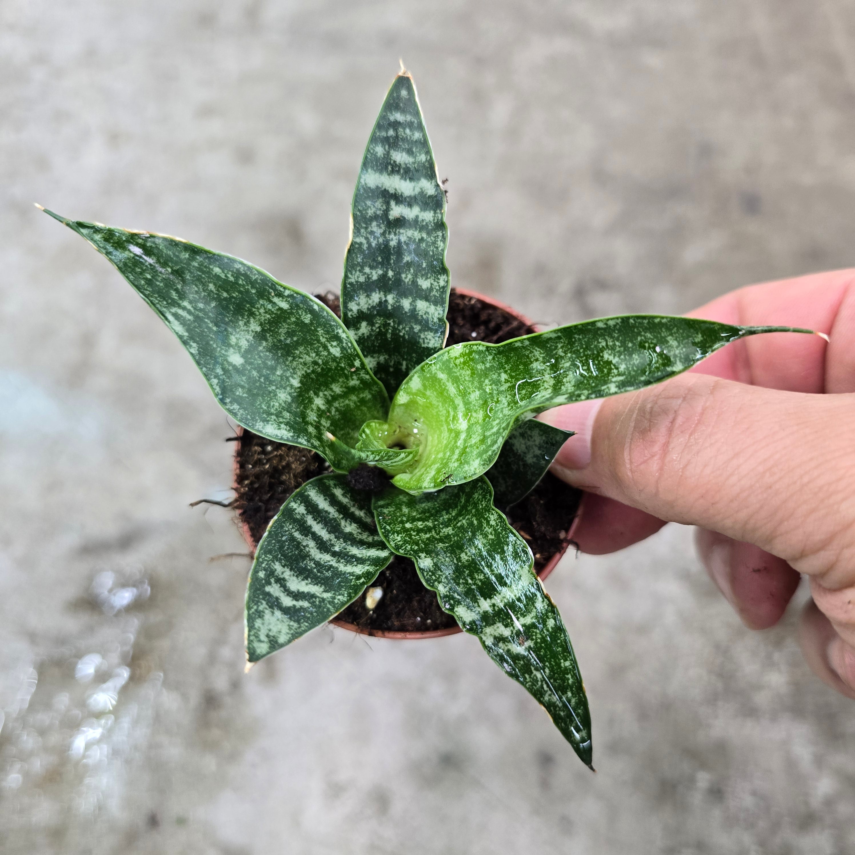 Sansevieria 'Tiger' - 3