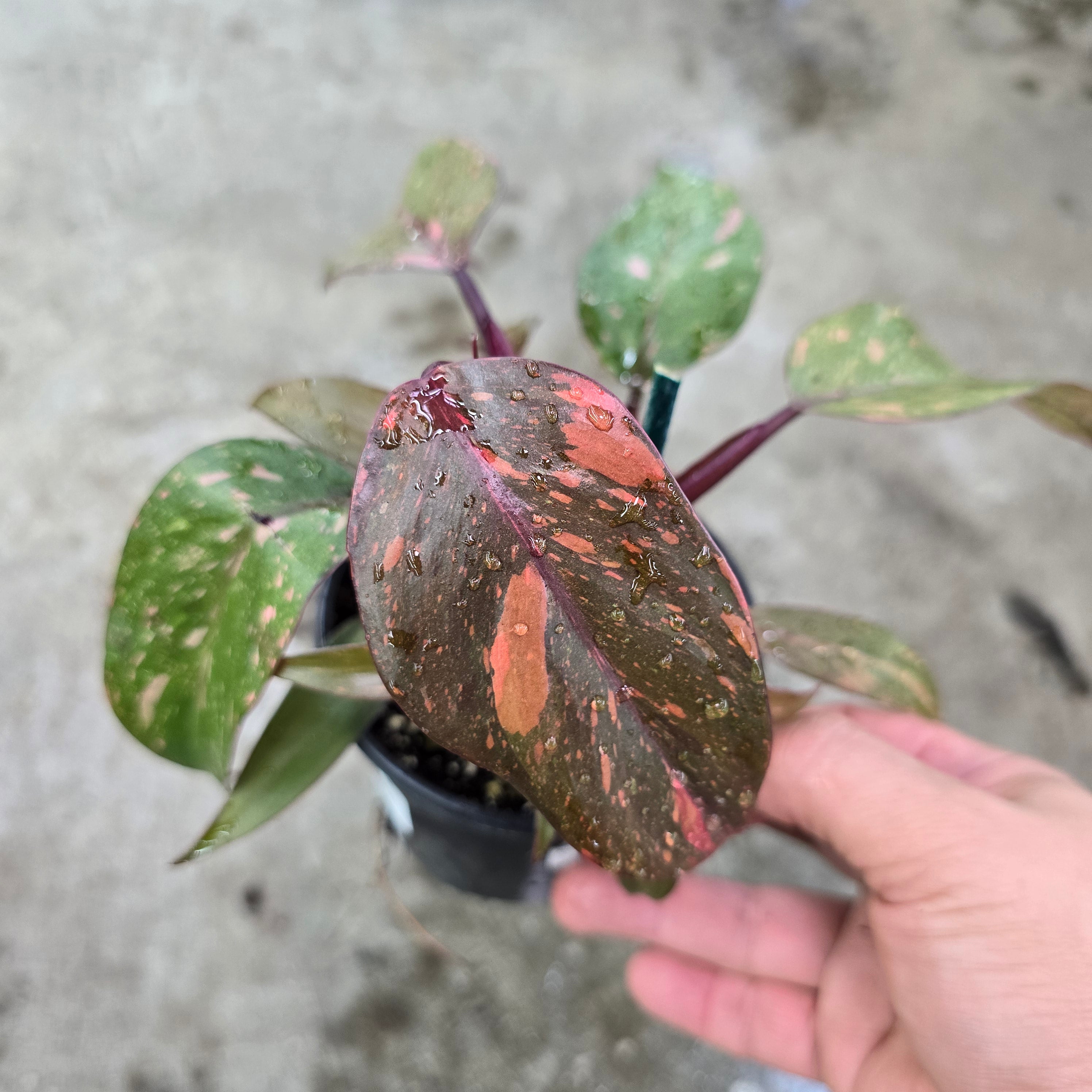 Philodendron 'Orange Princess' - 4