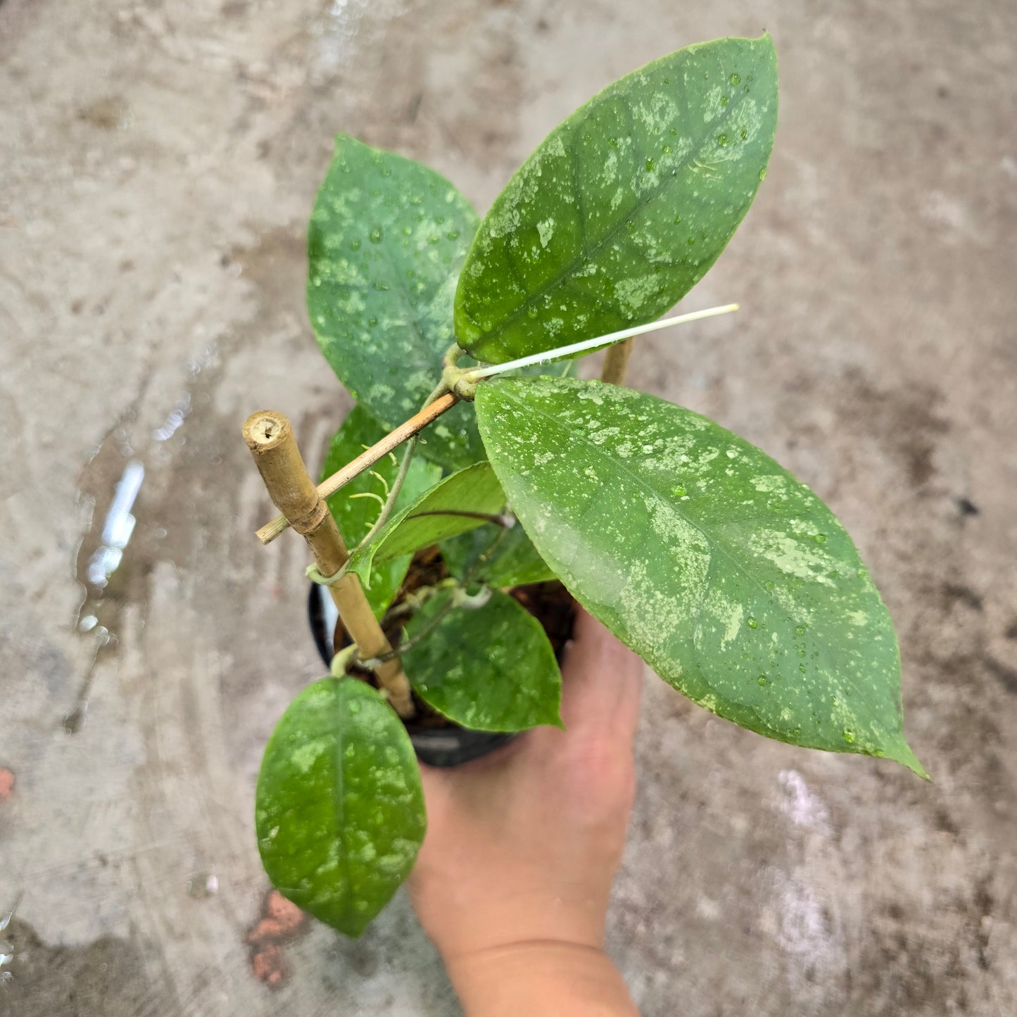 Hoya sp. finlaysonii - 2"