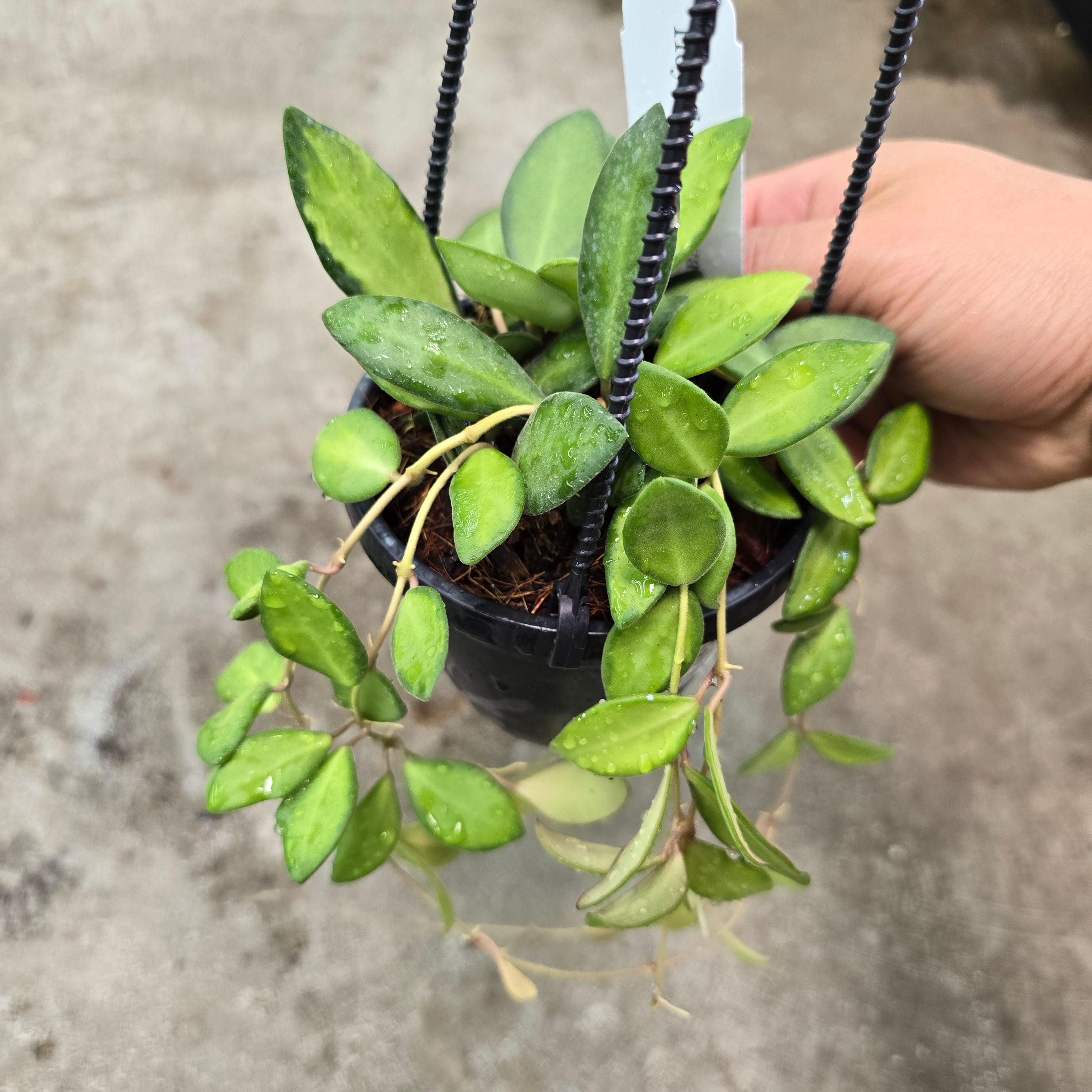 Hoya sp. aff. burtoniae 'Variegata' - 4