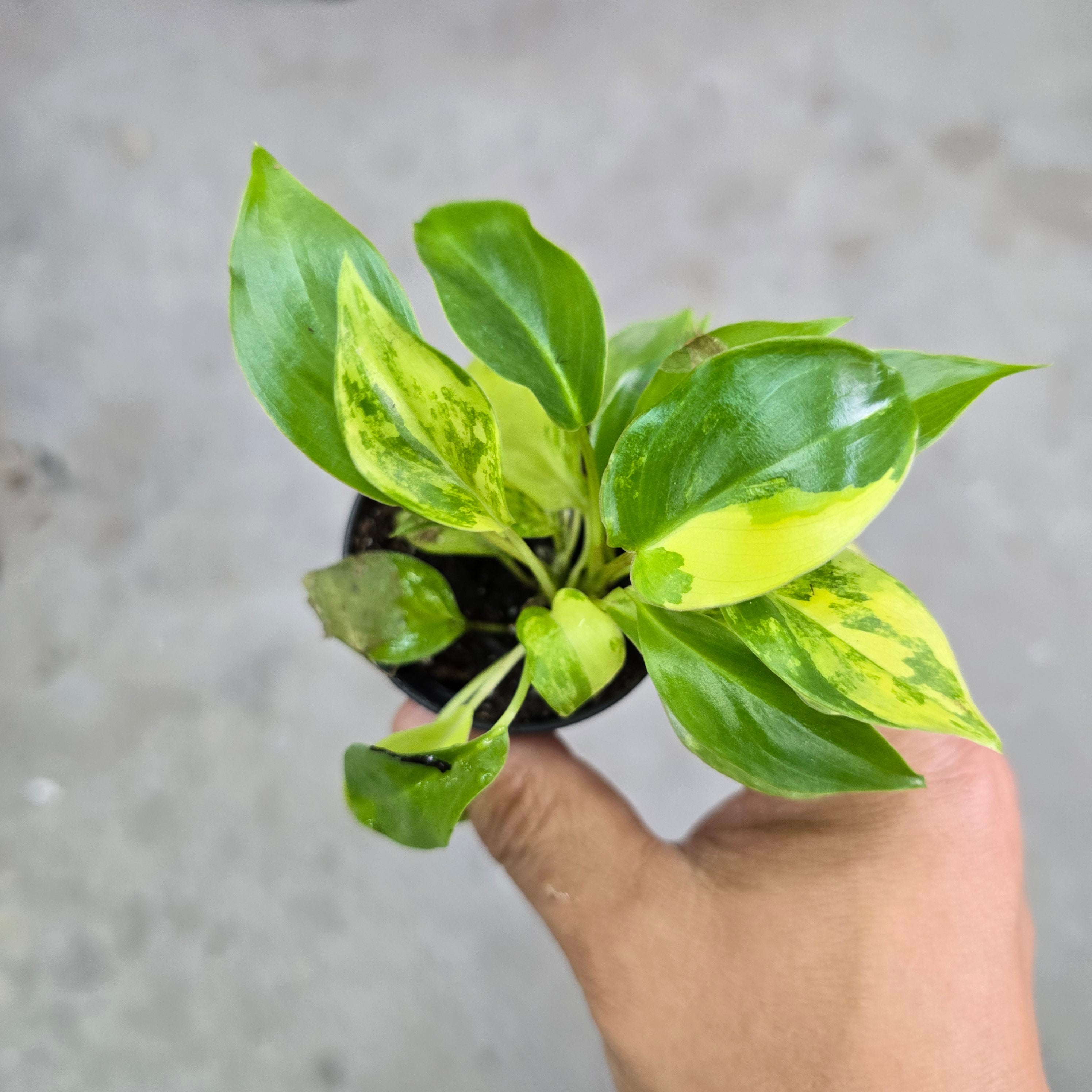 Philodendron - Bundle & Save