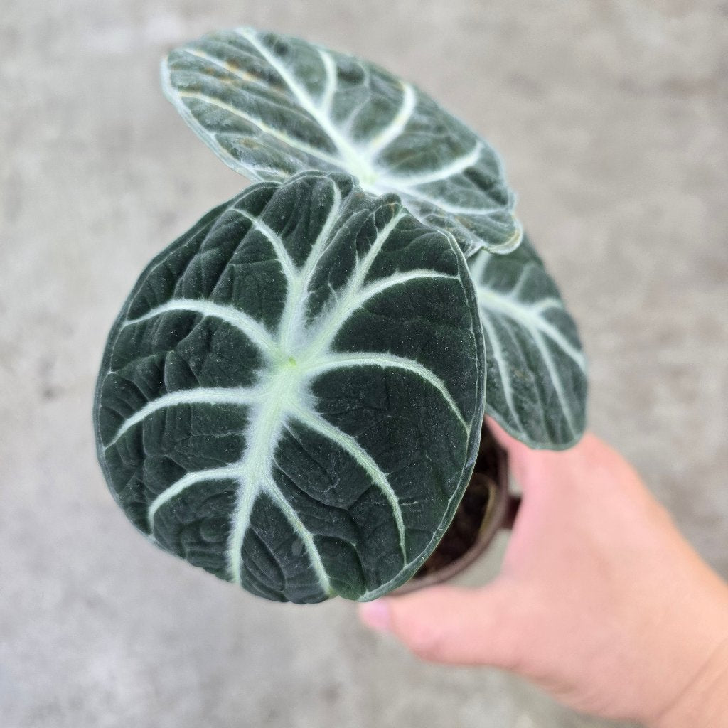 Alocasia 'Ninja' - 4