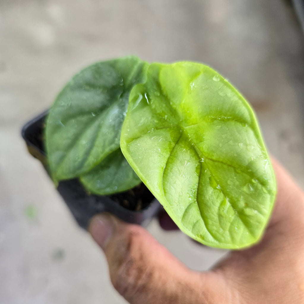 Alocasia silver dragon - 2"