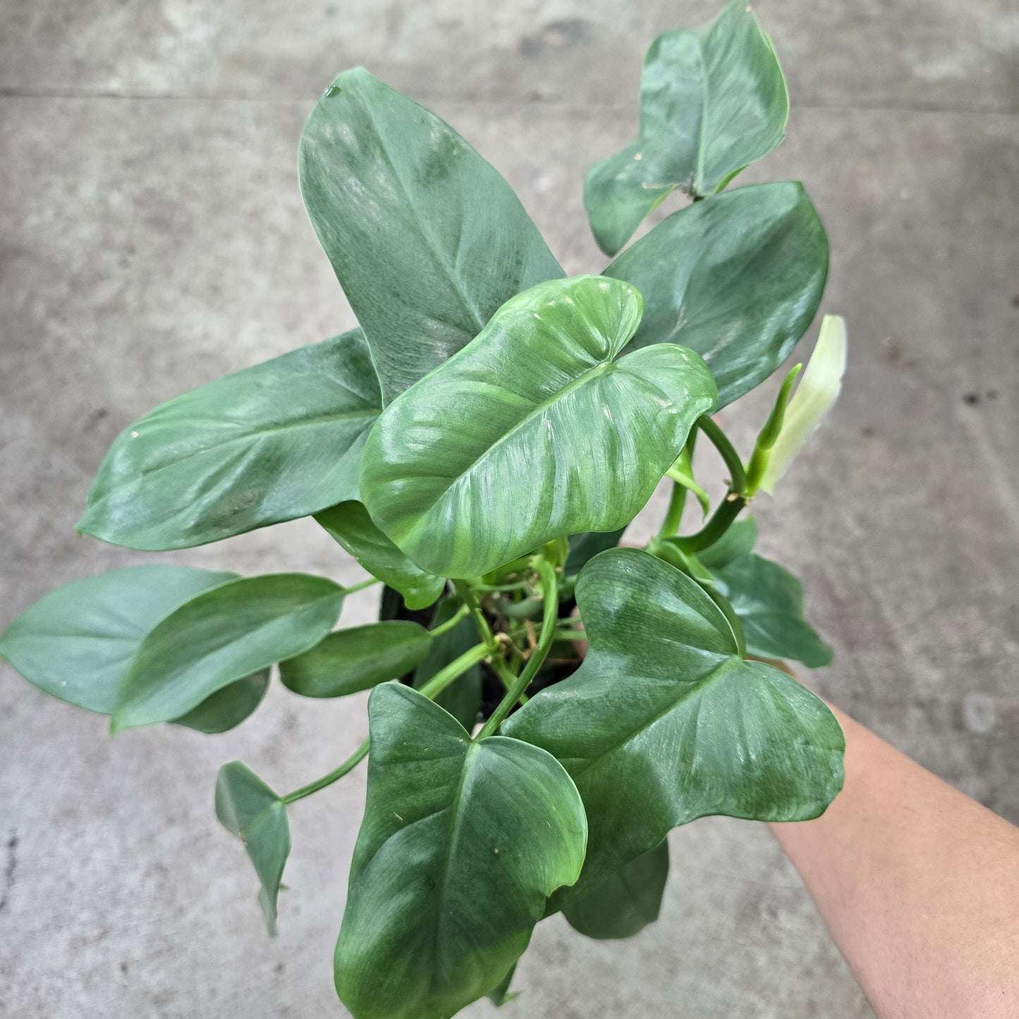 Philodendron panduriforme - 4"