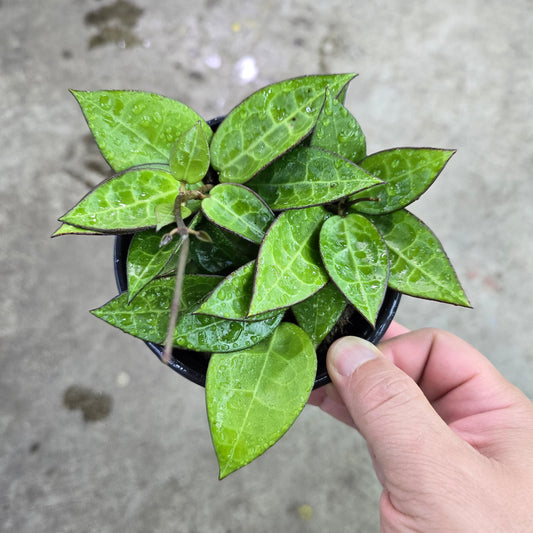 Hoya parasitica 'black margin' - 4"