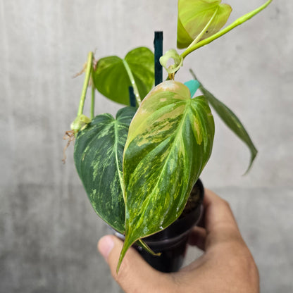 Philodendron micans 'Variegata' - 4"