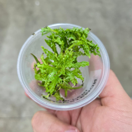 Pogostemon helferi - 2" cup