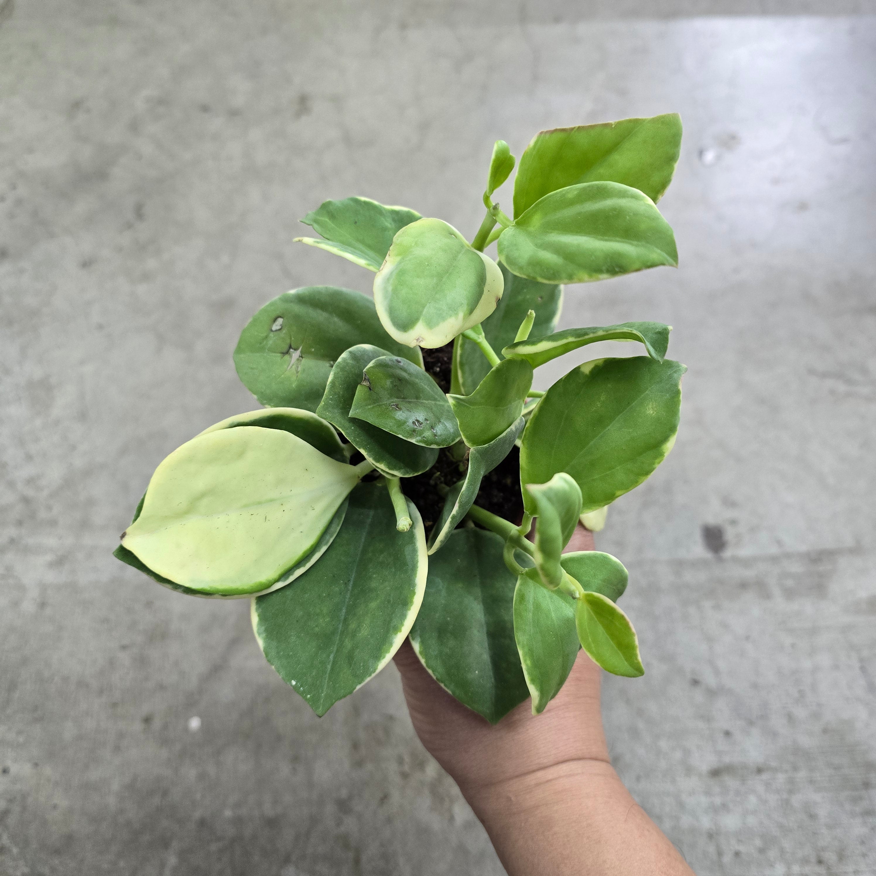 Hoya pachyclada  'Variegata' - 4