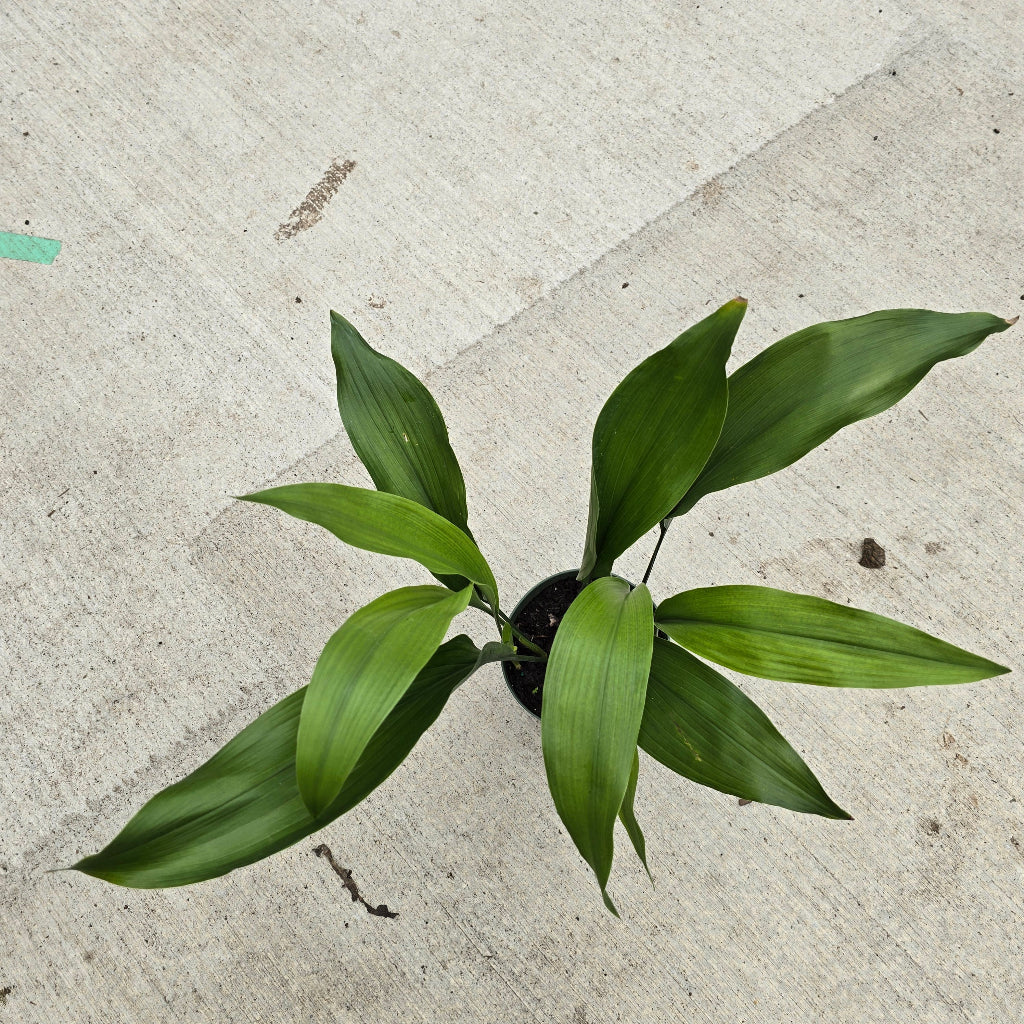 Aspidistra elatior - 6"