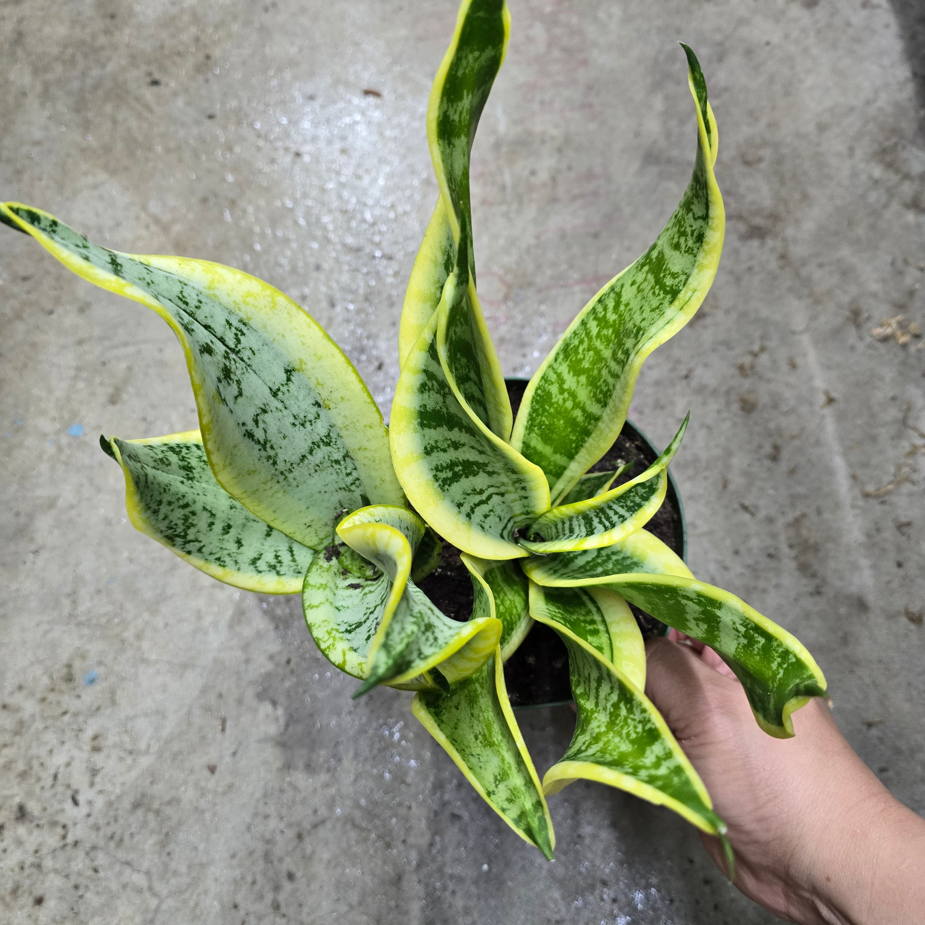 Sansevieria tri. 'Twisted  Sister' - 6