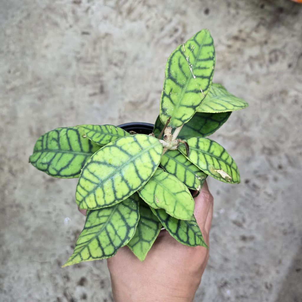 Hoya callistophylla  'Kalimantan' - 4"
