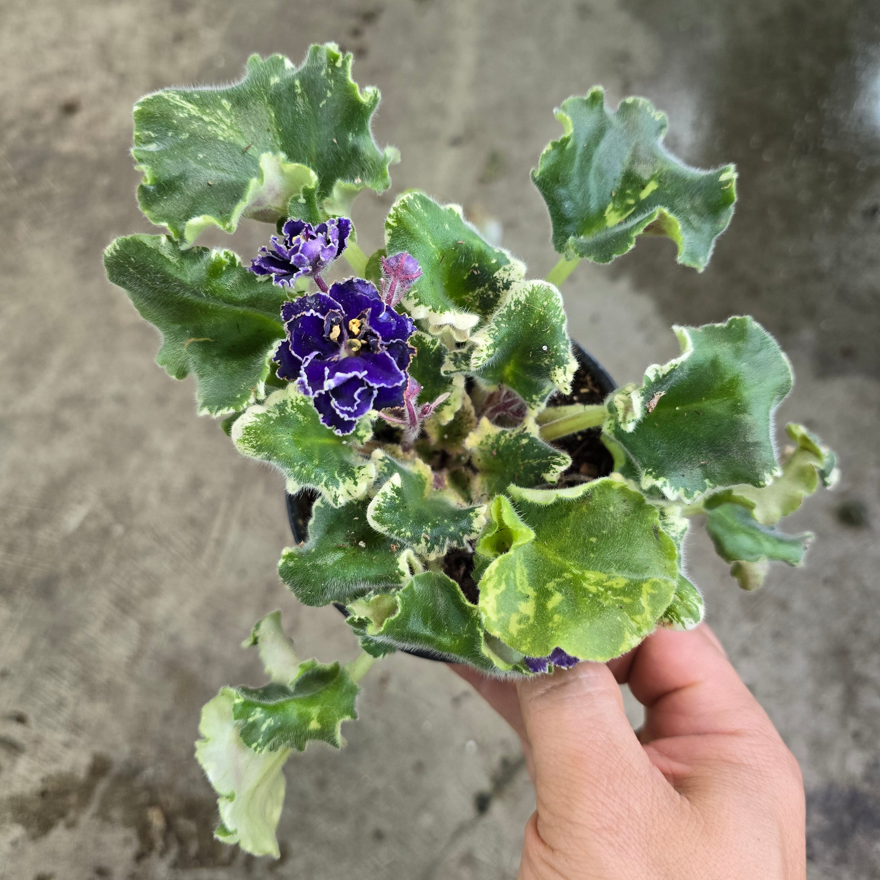 African violet variegated - 4