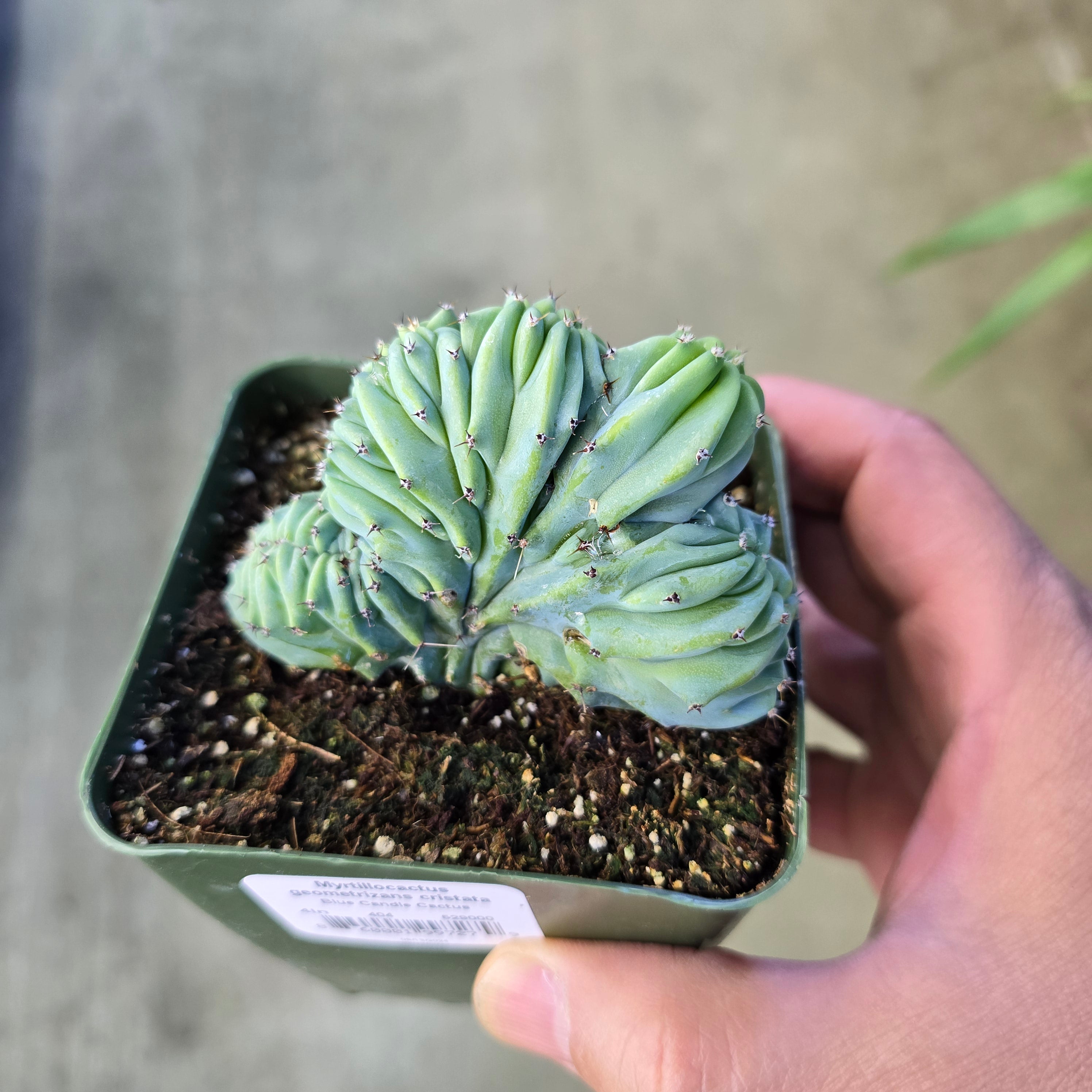 Myrtillocactus geometrizans cristata - 4