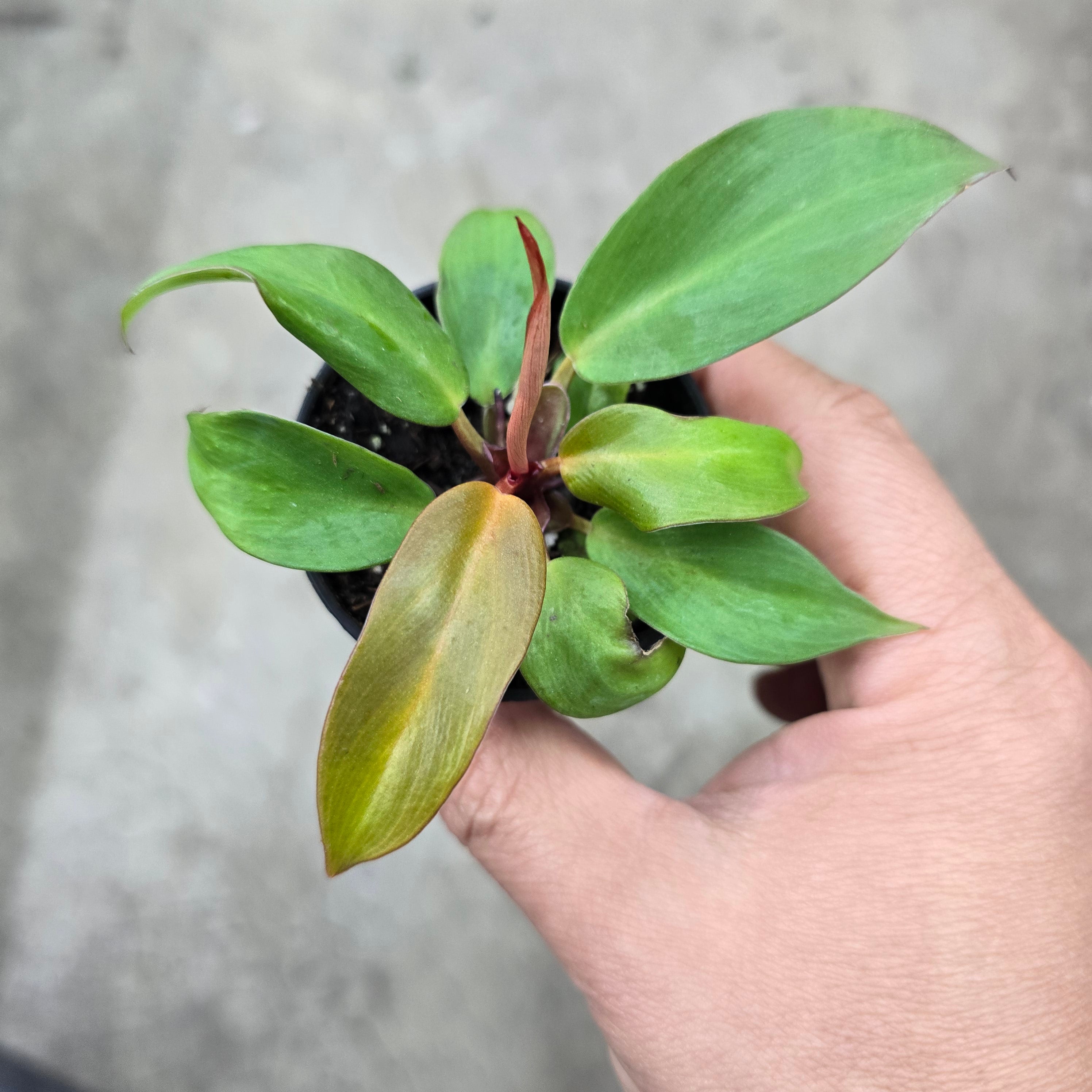 Philodendron 'Red Moon' - 2