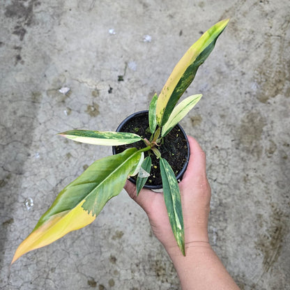 Philodendron caramel marble - 4"