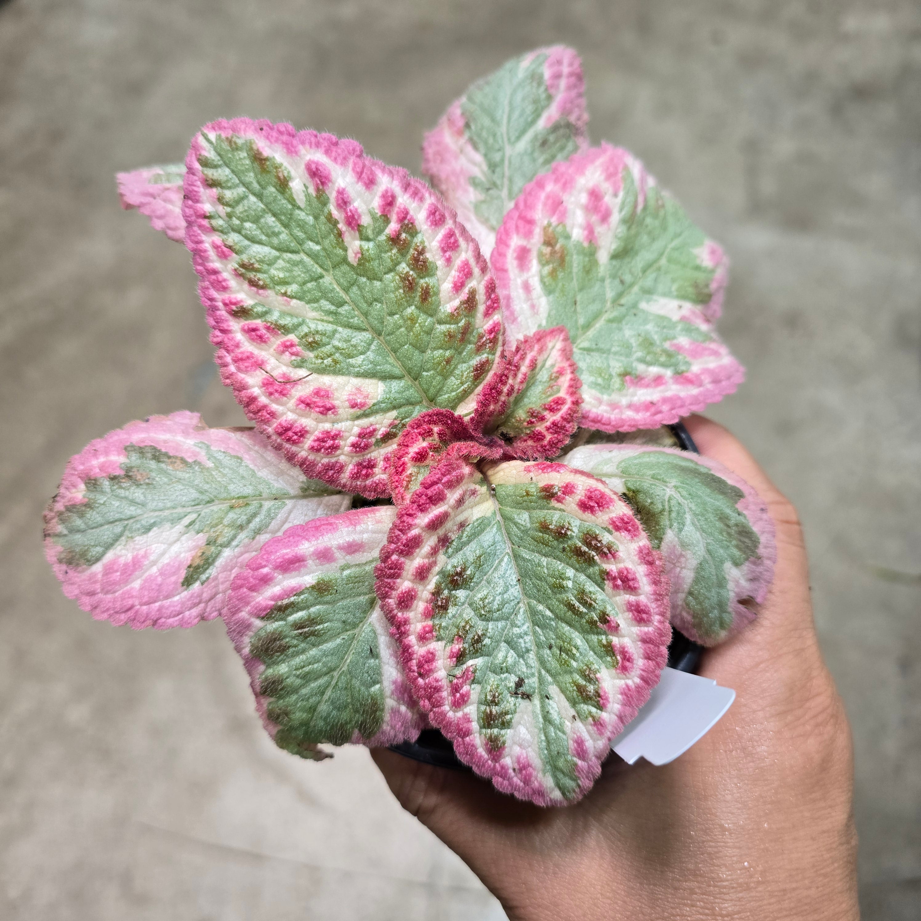 Episcia cupreata 'Juliette' -  4