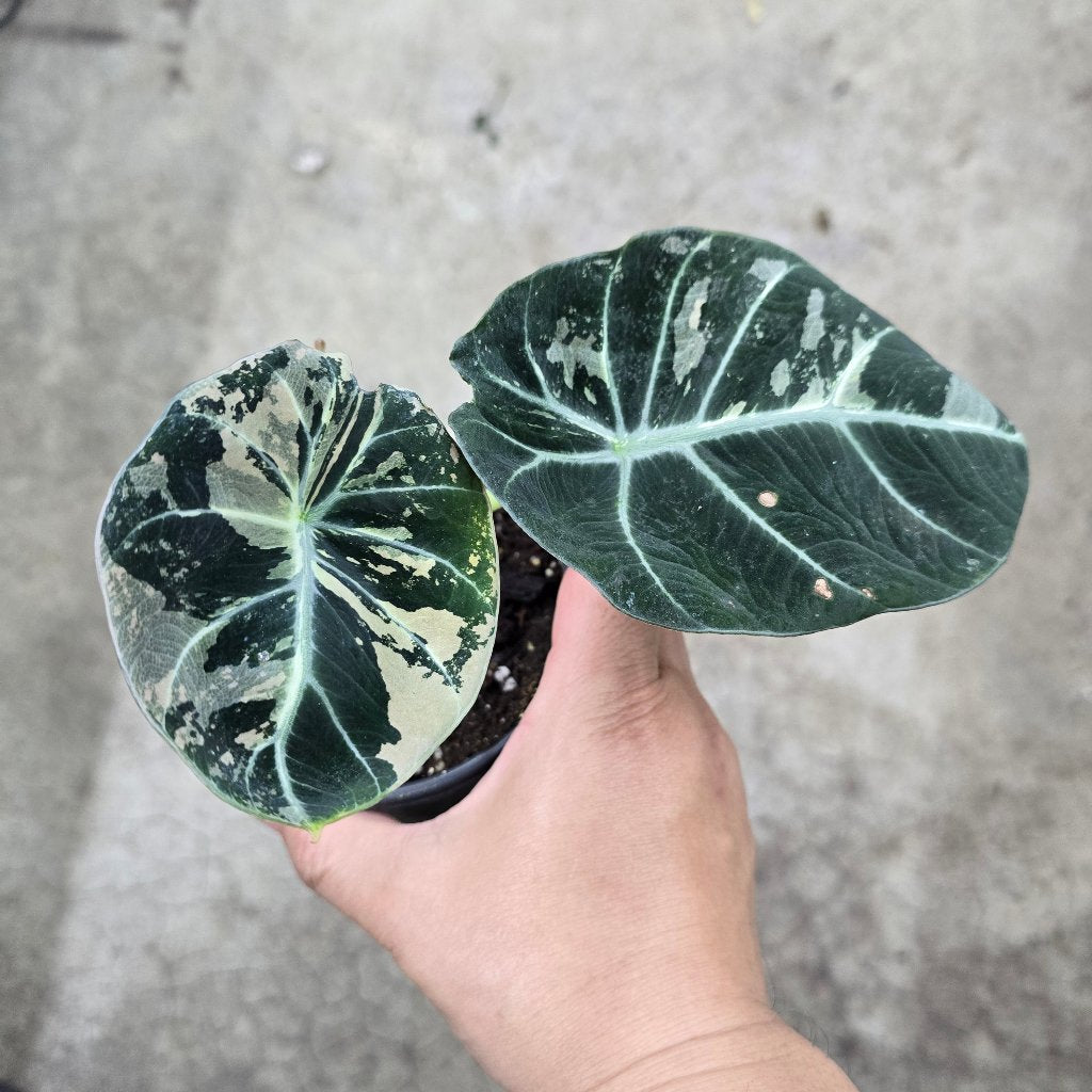 Alocasia reginula 'Black  Velvet Pink Variegata' -4