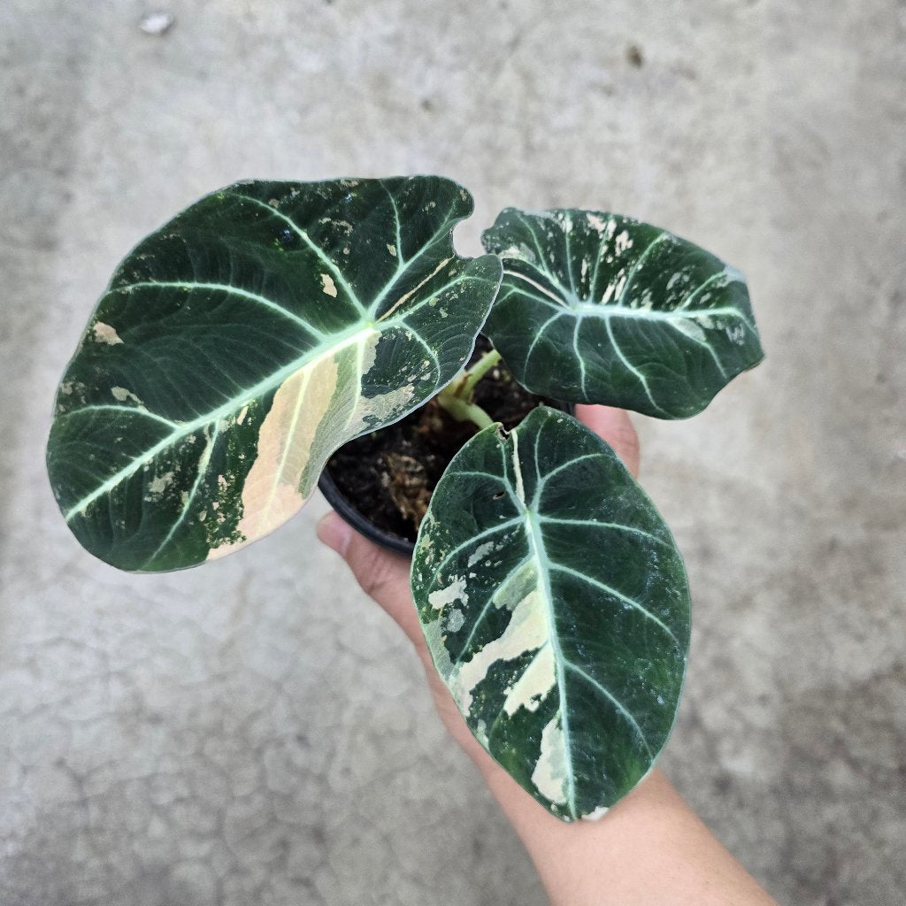 Alocasia reginula 'Black  Velvet Pink Variegata' -4