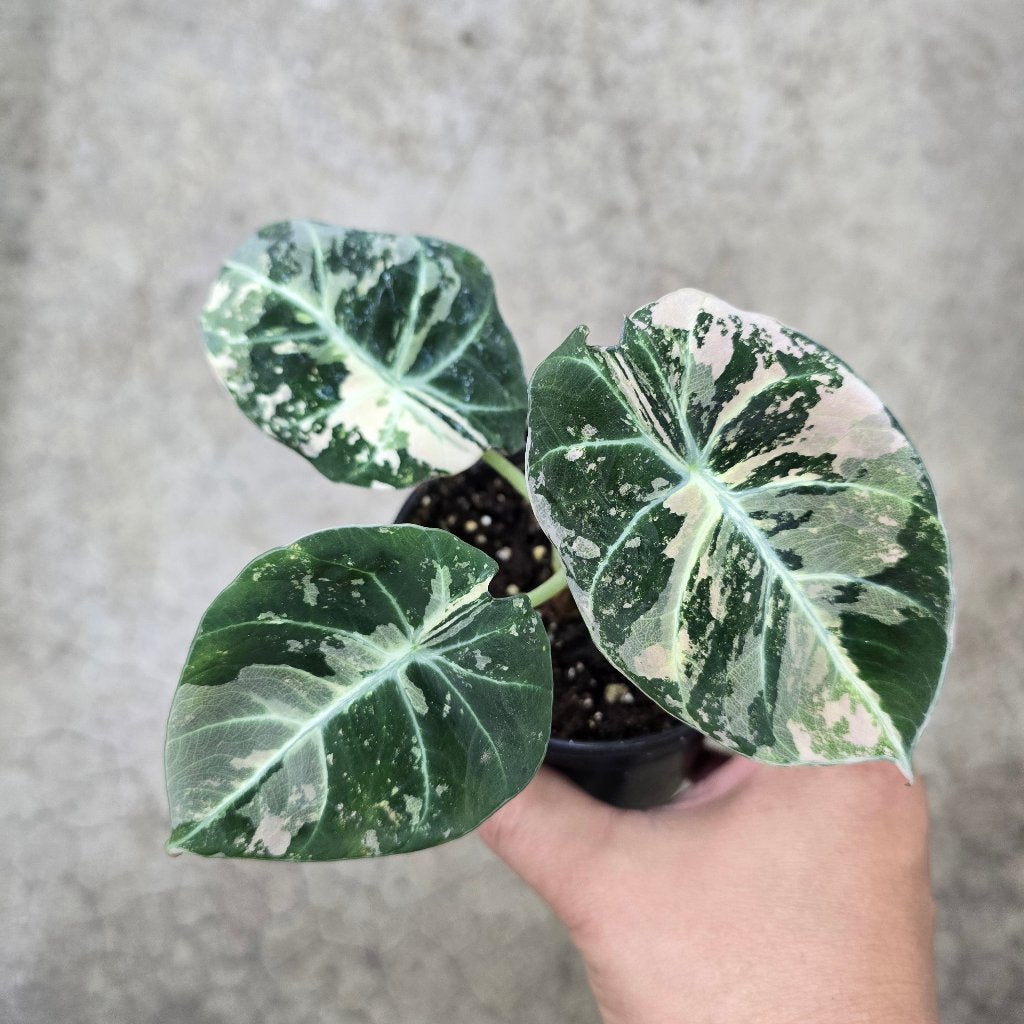 Alocasia reginula 'Black  Velvet Pink Variegata' -4