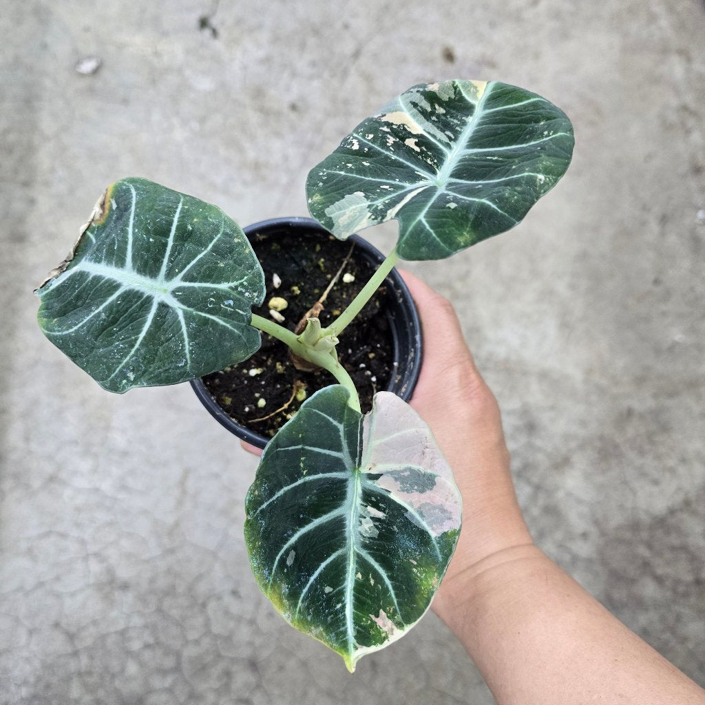 Alocasia reginula 'Black  Velvet Pink Variegata' -4