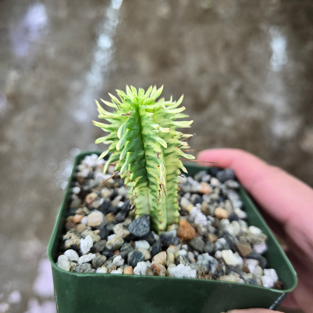 Euphorbia mammillaris variegata - 4"