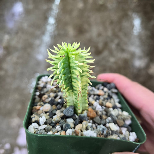 Euphorbia mammillaris variegata - 4"