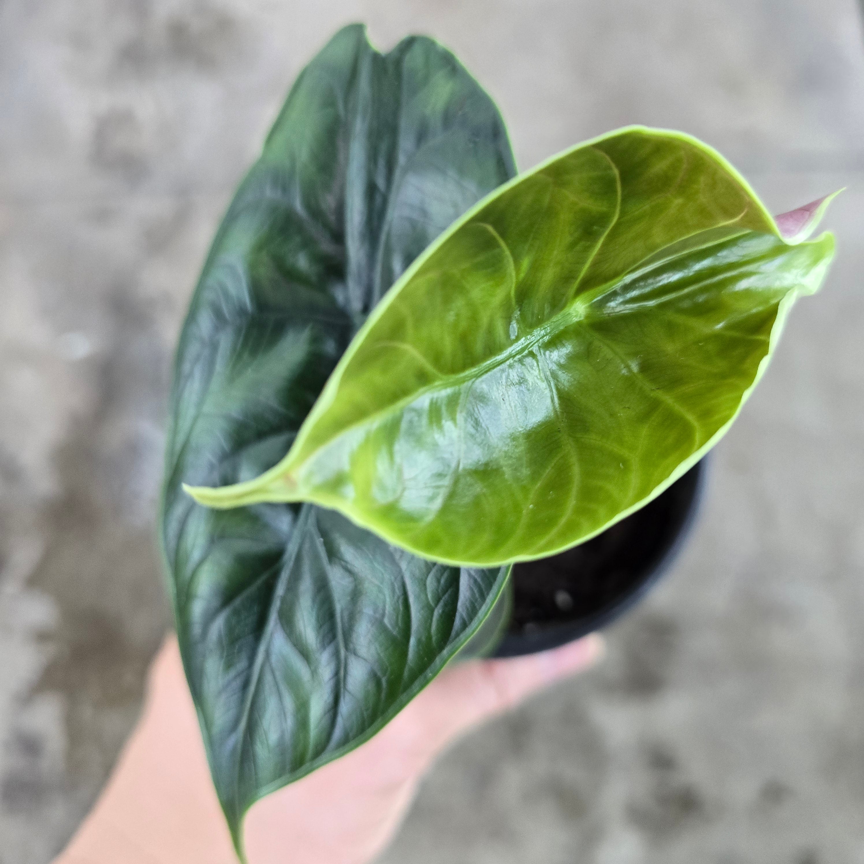 Alocasia 'Green Unicorn' - 4